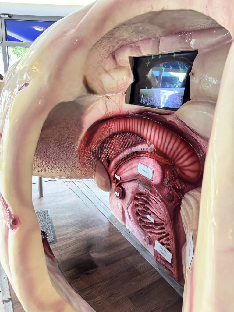 Großmodell eines Gehirn